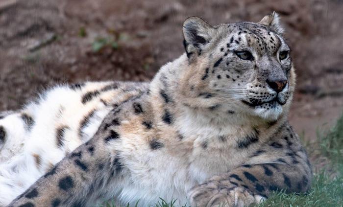 Snow Leopard